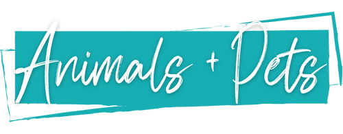 Animal + Pet Transfers